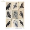 Grafiki, kruki, wrony, ptaki, szkice, czarno-białe*Graphics, ravens, crows, birds, sketches, black and white